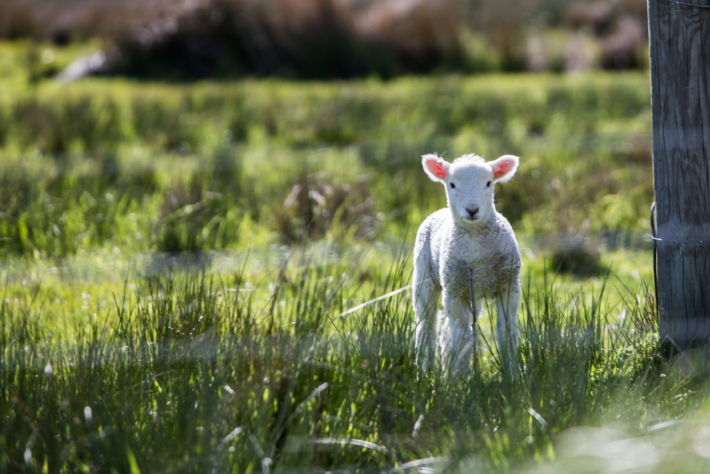 Shepherds and Sheeps