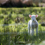 Lamb