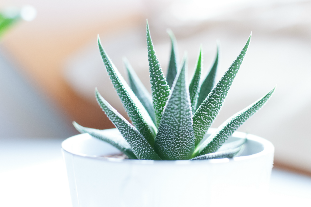 Aloe Vera Wash